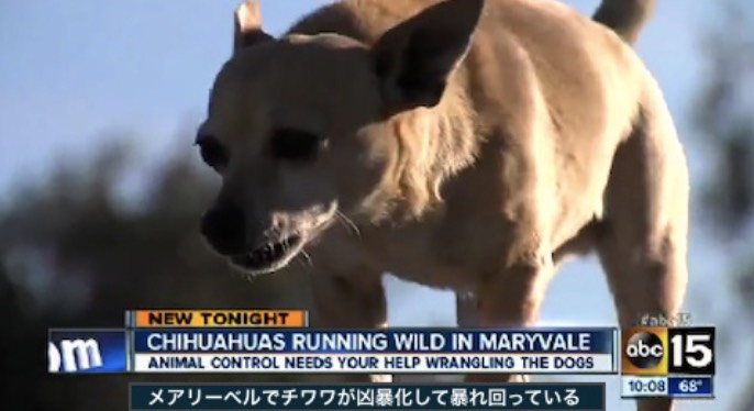 野生 化 した チワワ